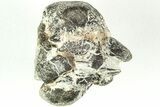 Rare Dinosaur (Hypsilophodon) Vertebra w/ Fossilized Tendons #206520-3